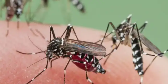 Alerta en la frontera: confirman 10 casos de dengue y 60 en sospecha