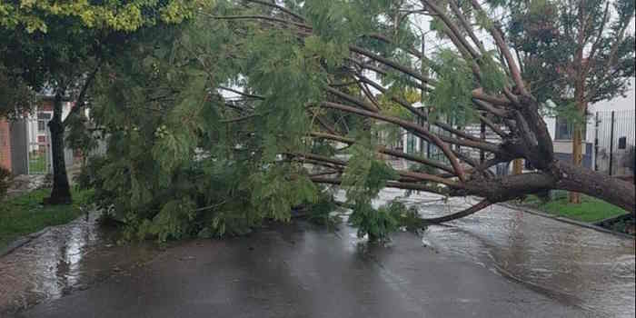 Más de 20 árboles caídos, cables sueltos y voladuras de techos, fue el saldo provisorio del temporal