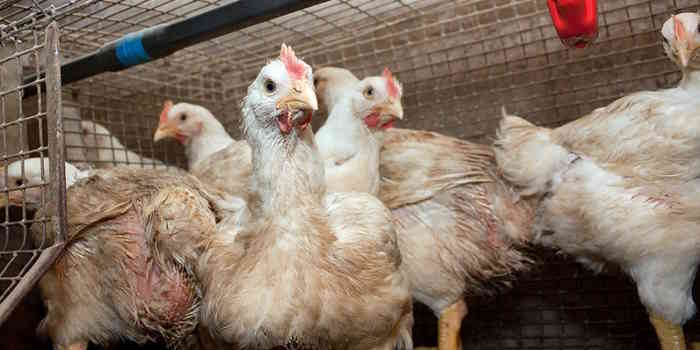 Confirman tres casos de gripe aviar en granjas comerciales