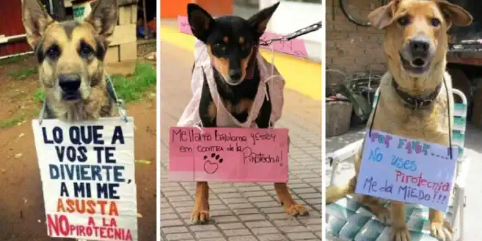 Otro grupo muy afectado: ¿Cómo protejo a mi mascota de las bombas de estruendos?