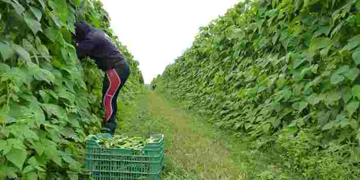 Histórico: advierten que la falta de gasoil traerá pérdidas y desempleo a Salta