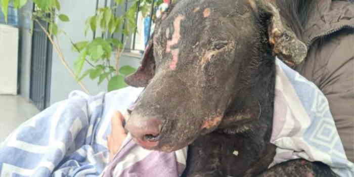 La Protectora de Animales de Salta será querellante en la causa por la muerte de Zeus