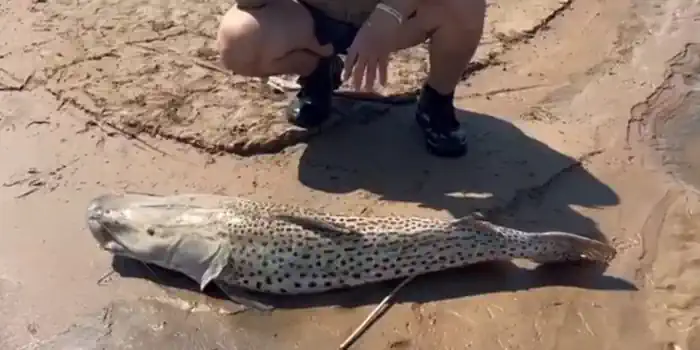 Luego del informe de Multivisión, Medio Ambiente tomará muestras en el Río Bermejo