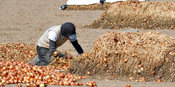Trabajadores golondrina piden volver a la provincia