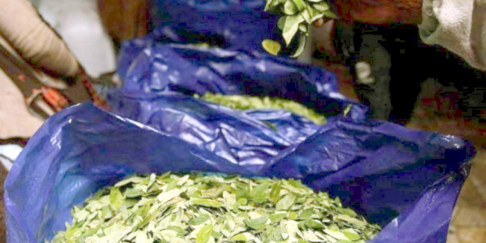 Diputado provincial llevaba 25 kilos de coca en su vehículo
