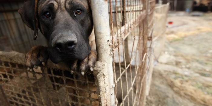Dieron a conocer detalles del perro asesinado en Güemes