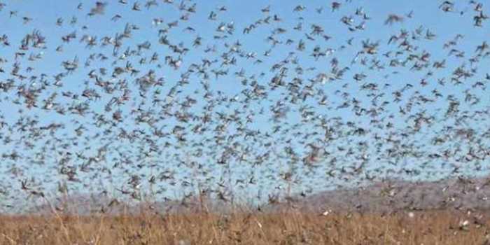 Preocupa el alerta por la llegada de una plaga de langostas