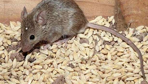 Seis casos de hantavirus