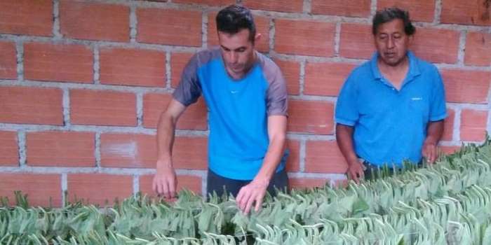 Yerba mate con yacón